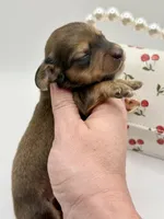 Lady Russian 1 , a female Miniature Dachshund for sale in Bartlesville, OK – Photo 2 of 3