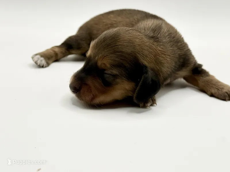 Lady Russian 1  – Miniature Dachshund puppy for sale in Bartlesville, OK