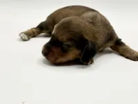 Lady Russian 1 , a female Miniature Dachshund for sale in Bartlesville, OK – Photo 1 of 3