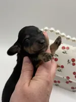 Lady Russian 2 AKC, a female Miniature Dachshund for sale in Bartlesville, OK – Photo 3 of 3