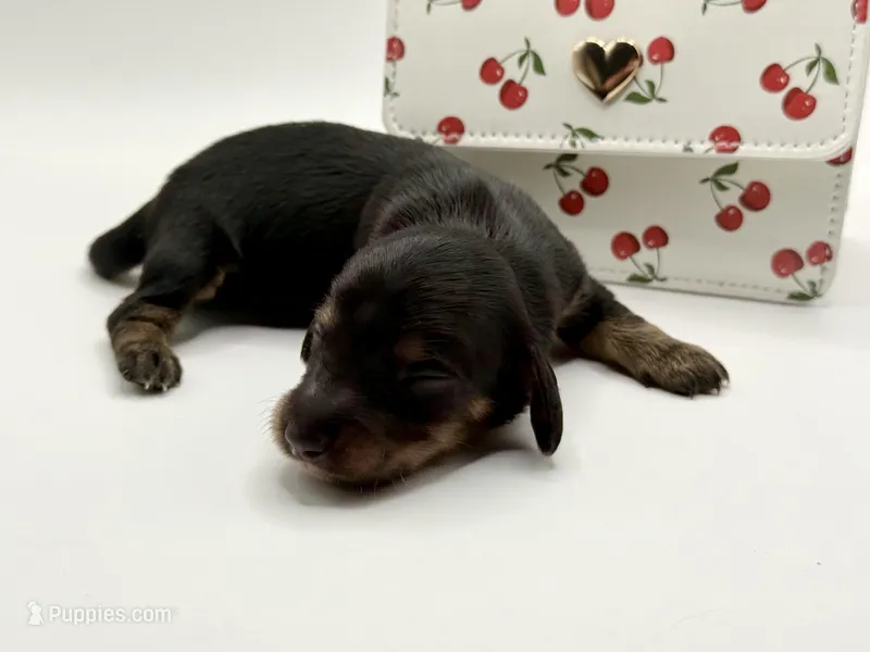 Lady Russian 2 AKC – Miniature Dachshund puppy for sale in Bartlesville, OK