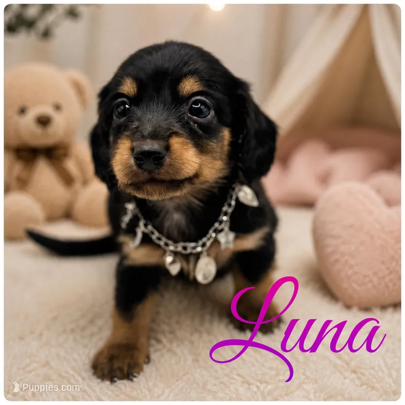 Lady 2 AKC – Miniature Dachshund puppy for sale in Bartlesville, OK