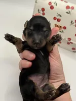 Lady Russian 2 AKC, a female Miniature Dachshund for sale in Bartlesville, OK – Photo 2 of 3