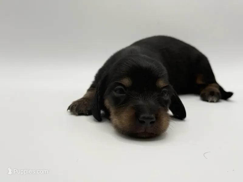 Lady Russian 2 AKC – Miniature Dachshund puppy for sale in Bartlesville, OK