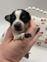 Lady 4 Russian AKC, a female Miniature Dachshund for sale in Bartlesville, OK – Photo 2 of 3