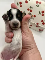 Lady 4 Russian AKC, a female Miniature Dachshund for sale in Bartlesville, OK – Photo 3 of 3