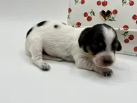 Lady 4 Russian AKC, a female Miniature Dachshund for sale in Bartlesville, OK – Photo 1 of 3