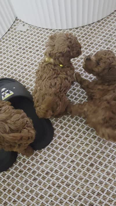 Red Toy poodle, a female Poodle - Toy  for sale in Moreno Valley, CA – 2 of 2