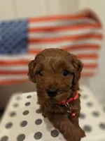 Red Toy poodle, a female Poodle - Toy  for sale in Moreno Valley, CA – 2 of 2