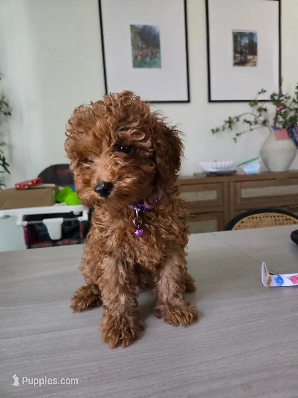 Red Toy poodle – Poodle - Toy  puppy for sale in Moreno Valley, CA