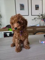 Red Toy poodle, a male Poodle - Toy  for sale in Moreno Valley, CA – 1 of 1