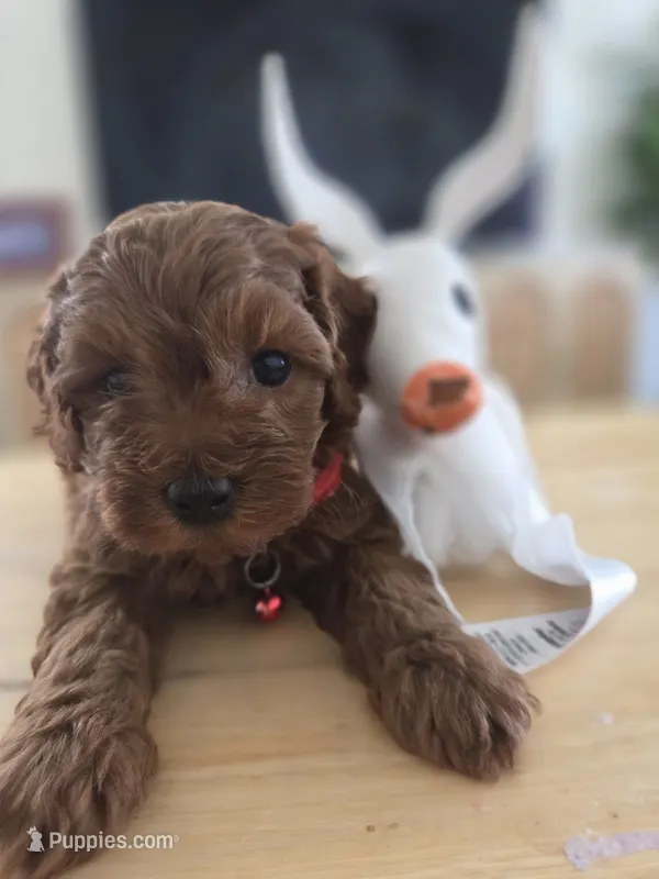 Red Toy poodle – Poodle - Toy  puppy for sale in Moreno Valley, CA