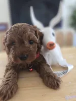 Red Toy poodle, a female Poodle - Toy  for sale in Moreno Valley, CA – 1 of 2