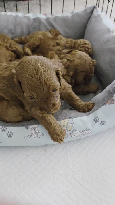 Red Toy poodle, a female Poodle - Toy  for sale in Moreno Valley, CA – 1 of 2