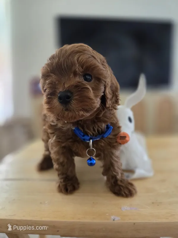 Red Toy poodle – Poodle - Toy  puppy for sale in Moreno Valley, CA