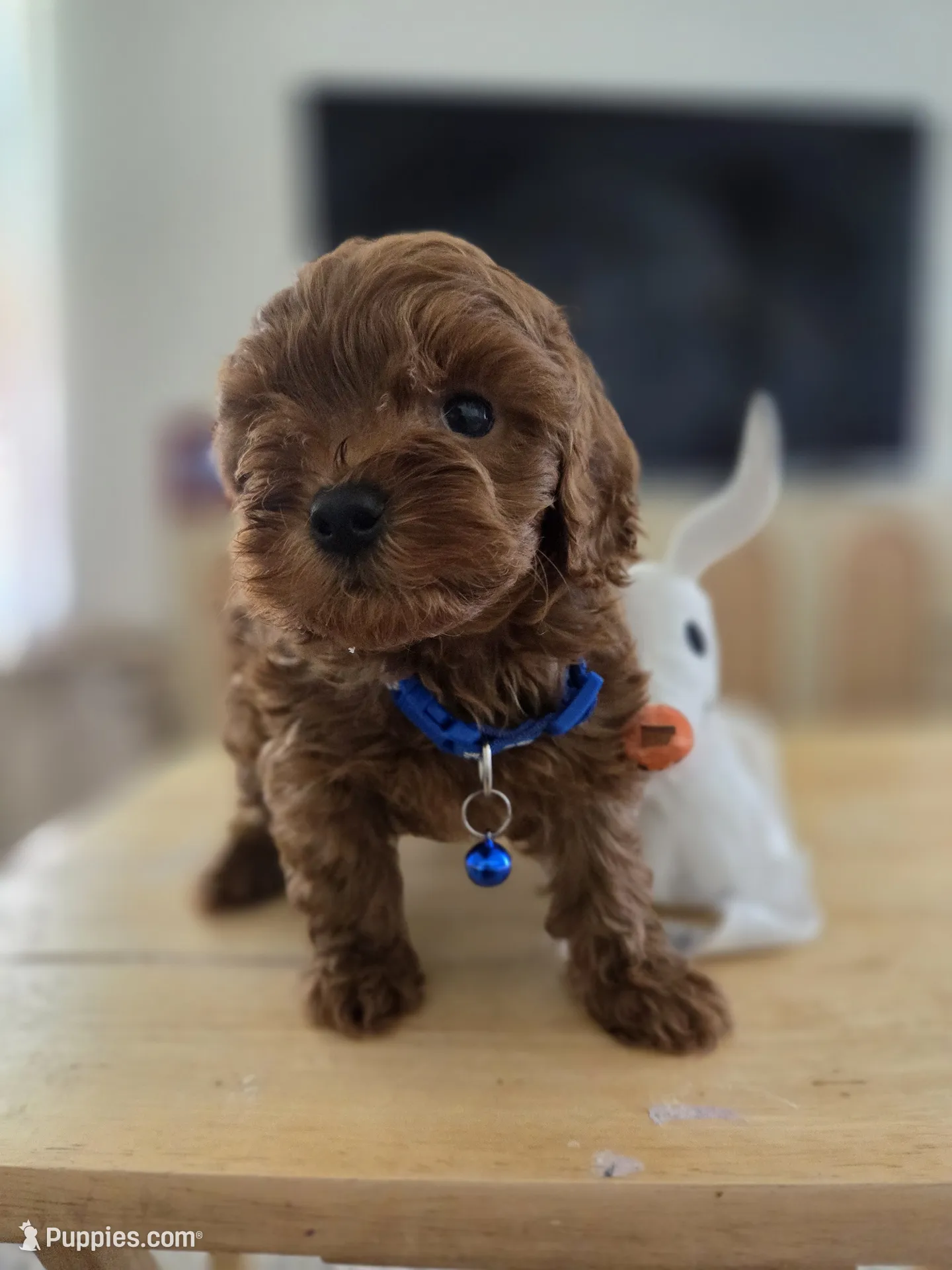 Red Toy poodle – Poodle - Toy Puppy for Sale | Puppies.com