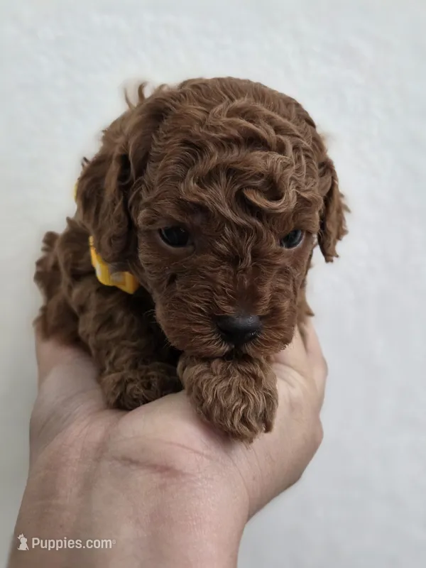 Red Toy poodle – Poodle - Toy  puppy for sale in Moreno Valley, CA