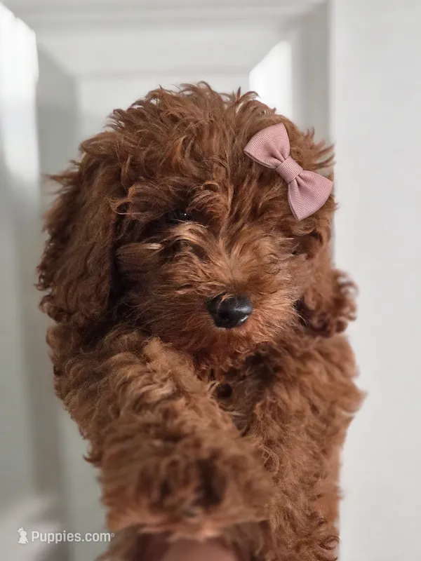 Red Toy poodle – Poodle - Toy  puppy for sale in Moreno Valley, CA