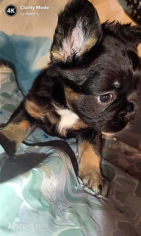 Selena – French Bulldog puppy for sale in Lake Wales, FL