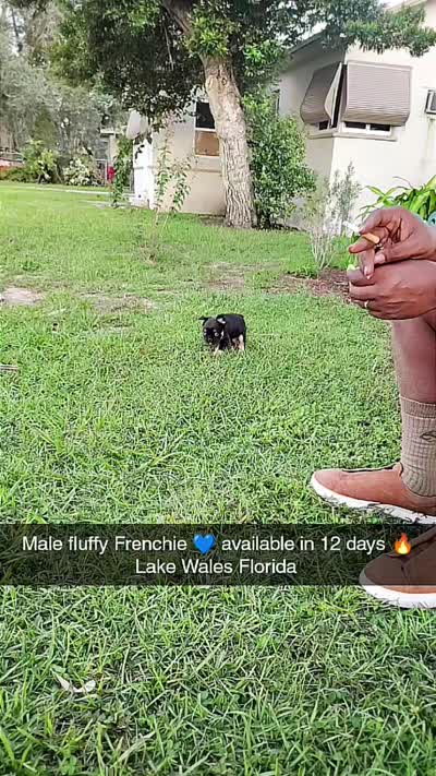 Baby boo, a male French Bulldog for sale in Lake Wales, FL – 4 of 5