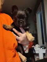 Selena, a female French Bulldog for sale in Lake Wales, FL – 3 of 5