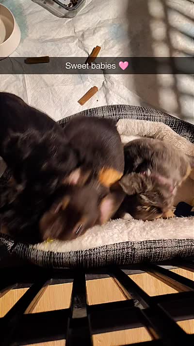 Baby boo, a male French Bulldog for sale in Lake Wales, FL – 5 of 5