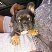 Baby boo, a male French Bulldog for sale in Lake Wales, FL – 1 of 5
