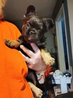 Selena, a female French Bulldog for sale in Lake Wales, FL – 4 of 5