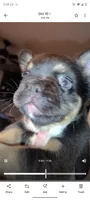 Baby boo, a male French Bulldog for sale in Lake Wales, FL – 3 of 5