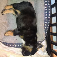 Selena, a female French Bulldog for sale in Lake Wales, FL – 5 of 5