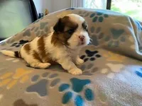 Latte, a male Maltese and Shih Tzu for sale in Benicia, CA – Photo 2 of 2