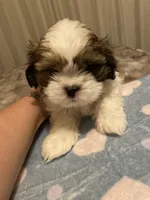 Latte, a male Maltese and Shih Tzu for sale in Benicia, CA – Photo 5 of 5