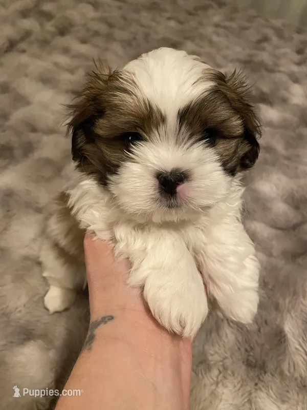 Latte – Maltese, Shih Tzu puppy for sale in Benicia, CA