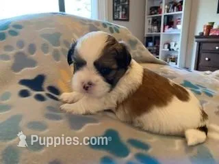 Latte – Maltese, Shih Tzu puppy for sale in Benicia, CA