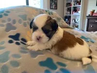 Latte, a male Maltese and Shih Tzu for sale in Benicia, CA – Photo 1 of 2