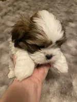 Latte, a male Shih Tzu for sale in Benicia, CA – Photo 2 of 2