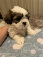 Luna , a female Maltese and Shih Tzu for sale in Benicia, CA – Photo 7 of 7