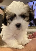 Luna , a female Maltese and Shih Tzu for sale in Benicia, CA – Photo 2 of 7