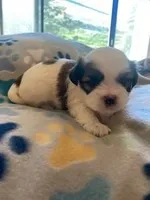 Sleepy, a female Maltese and Shih Tzu for sale in Benicia, CA – Photo 1 of 3