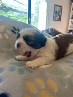 Sleepy, a female Maltese and Shih Tzu for sale in Benicia, CA – Photo 3 of 3