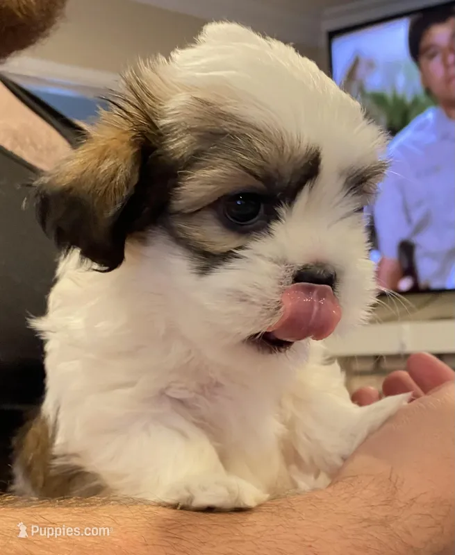 Sleepy – Maltese, Shih Tzu puppy for sale in Benicia, CA