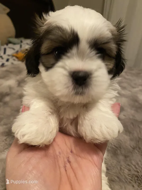 Sleepy  – Shih Tzu puppy for sale in Benicia, CA