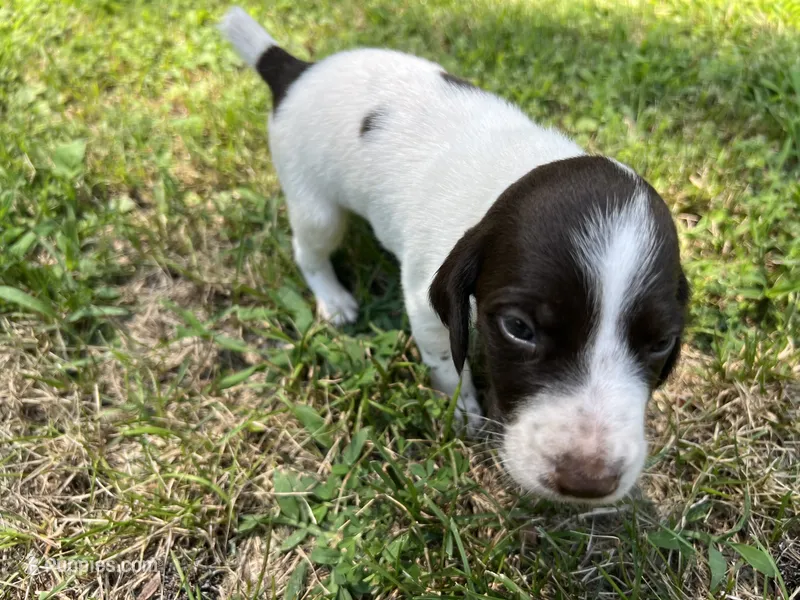 Boy 2 – German Shorthaired Pointer puppy for sale in Stanley, NC