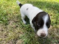 Boy 2, a male German Shorthaired Pointer for sale in Stanley, NC – 1 of 8