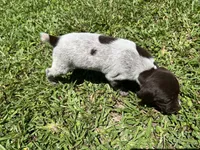 Girl 3, a female German Shorthaired Pointer for sale in Stanley, NC – 4 of 4