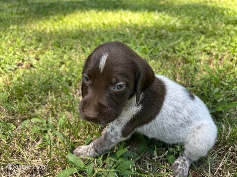 Boy 1 – German Shorthaired Pointer puppy for sale in Stanley, NC
