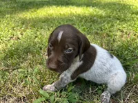 Boy 1, a male German Shorthaired Pointer for sale in Stanley, NC – 1 of 8