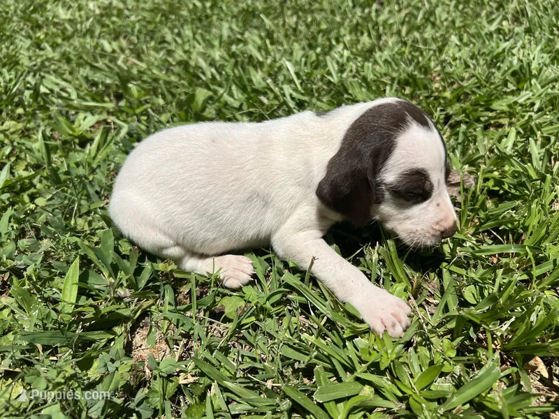 Girl 5 – German Shorthaired Pointer puppy for sale in Stanley, NC