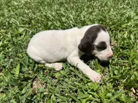 Girl 5, a female German Shorthaired Pointer for sale in Stanley, NC – 1 of 5