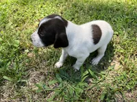 Boy 2, a male German Shorthaired Pointer for sale in Stanley, NC – 6 of 8